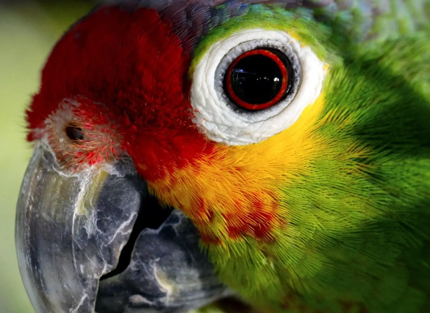 Papagaio